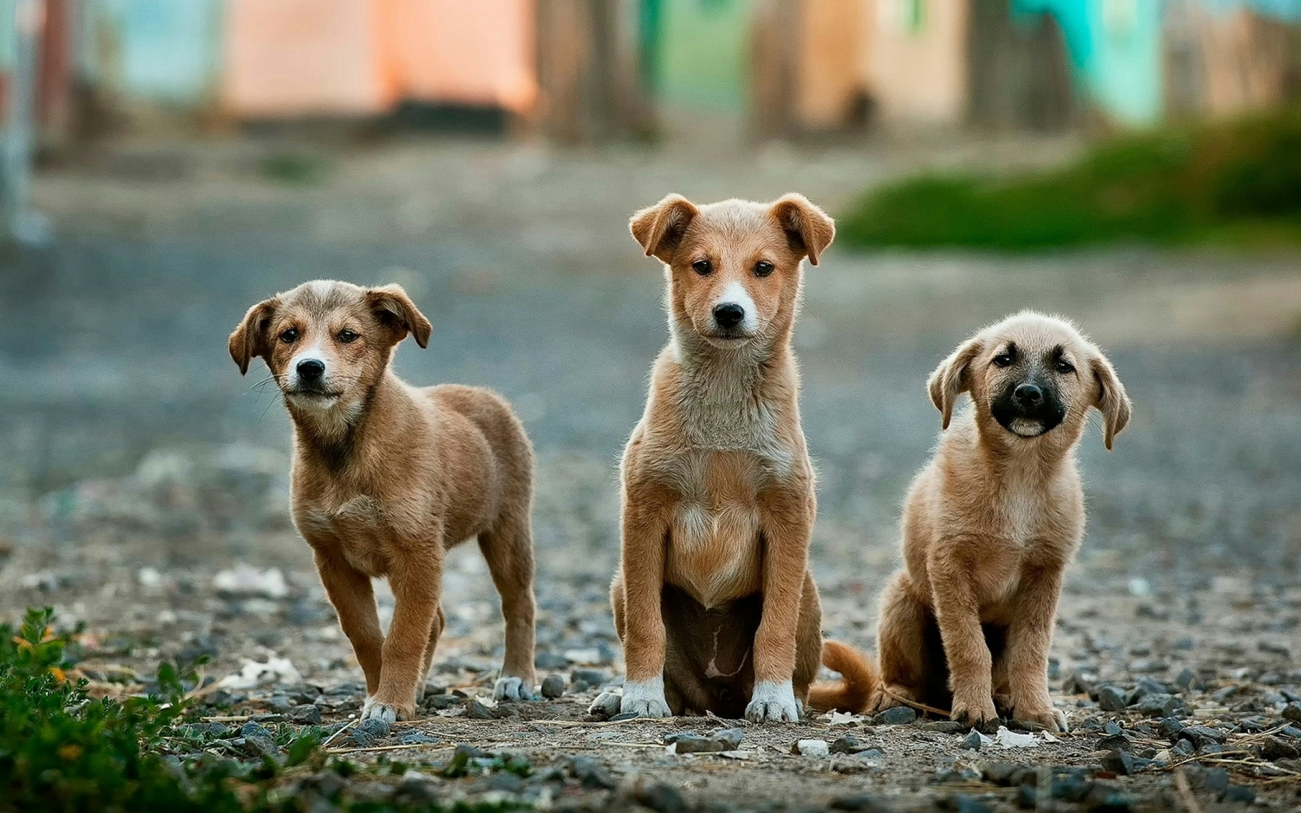 köpekler, sağlık, evcil hayvan